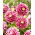 Dalia - Jowey Paradise - GIGA paczka! - 50 szt.