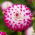 Dalia - Uncle Hankey