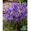 Krokus Aqua - duża paczka! - 100 szt.