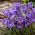 Krokus Aqua - duża paczka! - 100 szt.