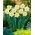 Narcyz Fragrant Breeze - GIGA paczka! - 250 szt.