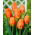 Tulipan Lighting Sun - duża paczka! - 50 szt.