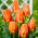 Tulipan Lighting Sun - duża paczka! - 50 szt.