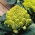 Kalafior o róży zielonej Romanesco natalino - 270 nasion