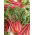 Burak liściowy Rhubarb Chard - czerwony - 225 nasion