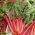Burak liściowy Rhubarb Chard - czerwony - 225 nasion