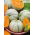Melon cukrowy Charentais - 90 nasion