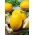 Melon Yellow Canary 2 - wczesny, żółty, owalny, bardzo słodki i aromatyczny
