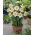 Narcyz Flower Record - duża paczka! - 50 szt.