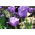 Tulipan niebieski - Blue - paczka XXL - 50 cebulek