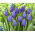Tulipan niebieski - Blue - 5 cebulek