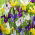 Irys holenderski mix - 10 szt.