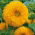 Słonecznik ozdobny - Sungold Tall - wysoki - 1 kg