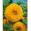 Słonecznik ozdobny - Sungold Tall - wysoki - 1 kg