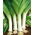 Por Bulgaarse Reuzen - 320 nasion