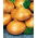 Cebula Stuttgarter Riesen - 100 gram - 25000 nasion