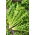 Endywia Romanesca Da Taglio