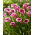 Calla Sannah - GIGA paczka! - 50 szt.