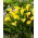 Calla Sunclub - GIGA paczka! - 50 szt.