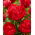 Piwonia, Paeonia - Command Performance - sadzonka - GIGA paczka! - 50 szt.