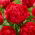 Piwonia, Paeonia - Command Performance - sadzonka - GIGA paczka! - 50 szt.