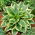 Funkia - Hosta Anne - GIGA paczka! - 50 szt.