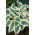 Funkia - Hosta Fim Line