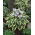 Funkia - Hosta Wide Brim