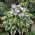 Funkia - Hosta Wide Brim - GIGA paczka! - 50 szt.
