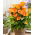 Calla Brunello - GIGA paczka! - 50 szt.
