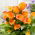 Calla Brunello