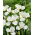 Irys syberyjski, Kosaciec - Dreaming Green - duża paczka! - 10 szt.