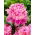 Piwonia, Paeonia - Monsieur Jules Elie - sadzonka - GIGA paczka! - 50 szt.