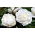 Piwonia, Paeonia - Snow Supreme - sadzonka