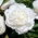 Piwonia, Paeonia - Snow Supreme - sadzonka