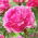 Piwonia, Paeonia - The Fawn - sadzonka