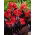 Kanna - Red Futurity - GIGA paczka! - 50 szt.