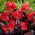 Kanna - Red Futurity - GIGA paczka! - 50 szt.