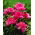 Piwonia, Paeonia - Barbara - sadzonka