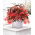 Begonia boliwijska - Bertini Santa Cruz - duża paczka! - 10 szt.
