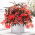 Begonia boliwijska - Bertini Santa Cruz - duża paczka! - 10 szt.