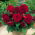 Begonia pełna - ciemnoczerwona - 2 szt.
