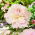 Piwonia, Paeonia - Alertie - sadzonka - GIGA paczka! - 50 szt.