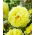 Piwonia, Paeonia - Bartzella - sadzonka - GIGA paczka! - 50 szt.