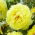 Piwonia, Paeonia - Bartzella - sadzonka - GIGA paczka! - 50 szt.