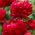 Piwonia, Paeonia - Bockstoce - sadzonka - duża paczka! - 10 szt.