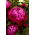 Piwonia, Paeonia - Red Sarah Bernhardt - sadzonka - duża paczka! - 10 szt.