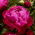 Piwonia, Paeonia - Red Sarah Bernhardt - sadzonka - duża paczka! - 10 szt.