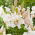 Lilia - Villa Blanca - GIGA paczka! - 50 szt.