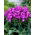 Floks (Phlox) - Płomyk wiechowaty - Uspech - duża paczka! - 10 szt.